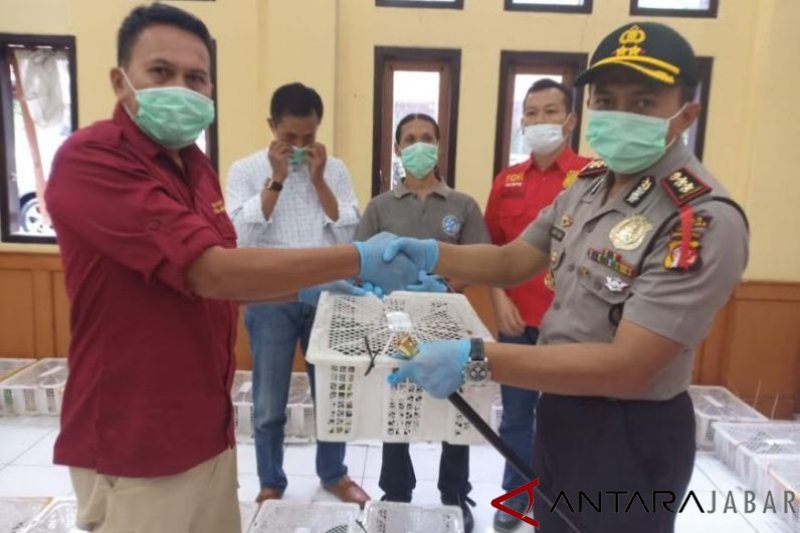 Polres Majalengka serahkan 77 Kukang Jawa ke BKSDA Jabar