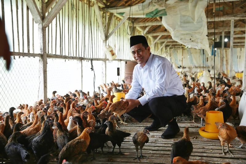 Mentan: satu juta ekor ayam untuk santri seluruh indonesia