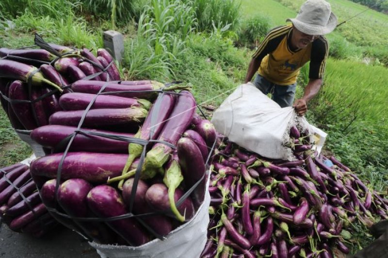 PETANI PERTAHAKAN HARGA JUAL TERONG