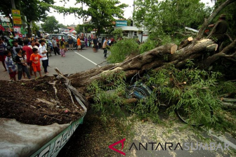 POHON TUMBANG DI TEGAL