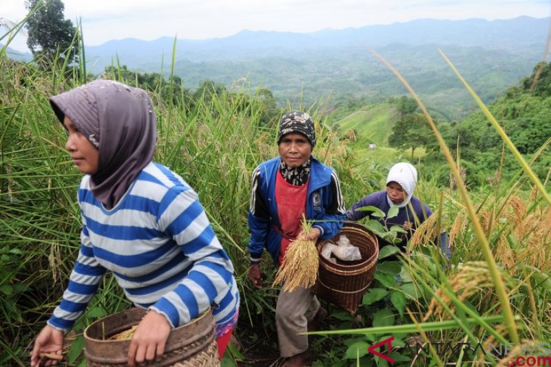 Tradisi Padi Halus, Bercocok Tanam di Ketinggian 800 mdpl (FOTO)