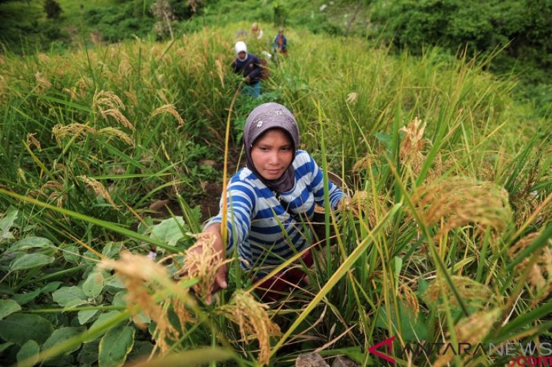 Tradisi Padi Halus, Bercocok Tanam di Ketinggian 800 mdpl (FOTO)