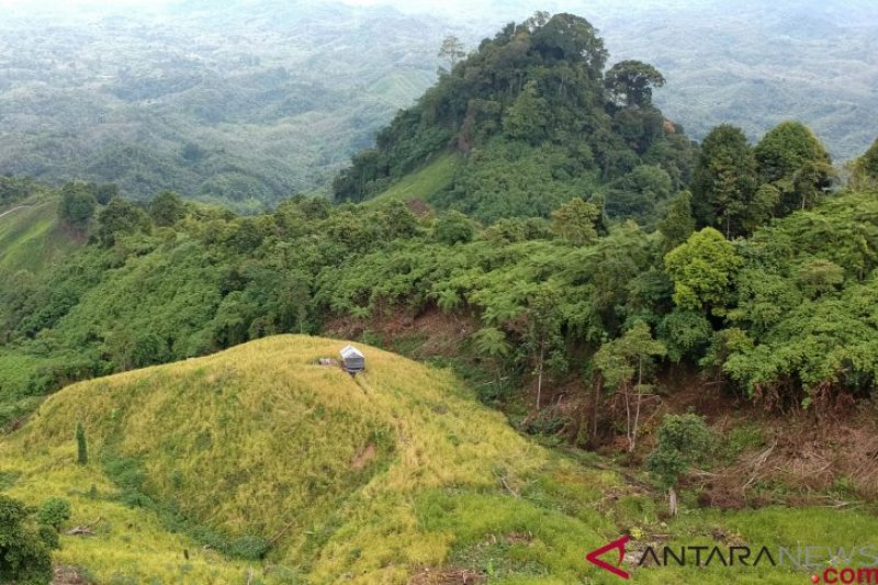 Tradisi Padi Halus, Bercocok Tanam di Ketinggian 800 mdpl (FOTO)