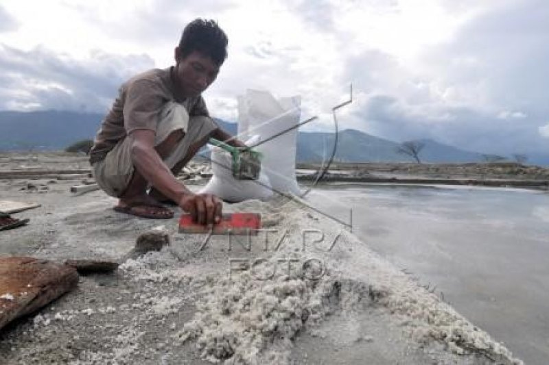 Panen garam pascatsunami Palu