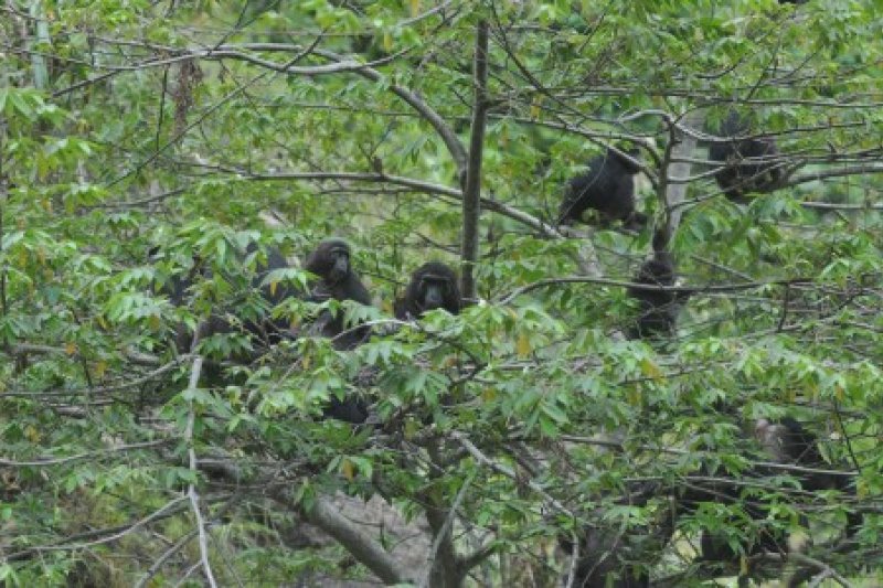 Kelompok Kera hitam Sulawesi