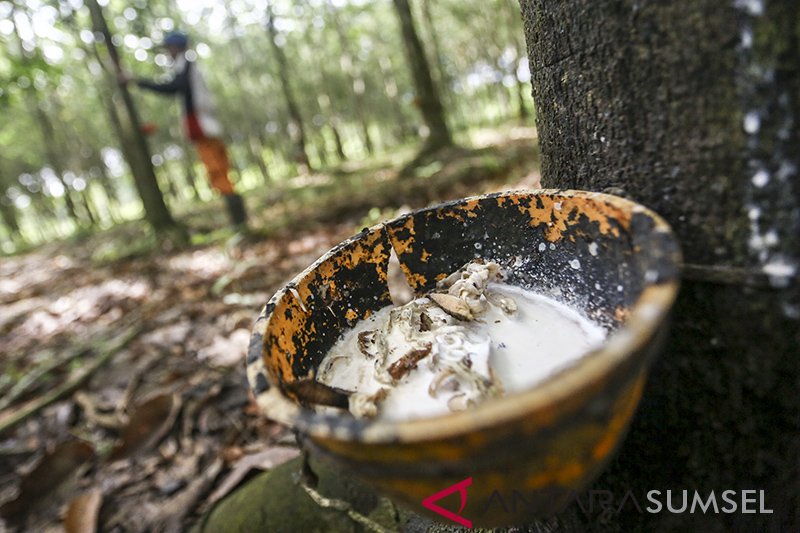 PEMERINTAH SERAP KARET UNTUK DICAMPUR ASPAL