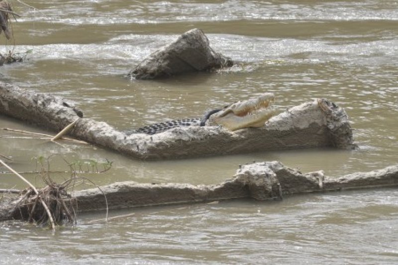 Buaya terjerat ban muncul kembali