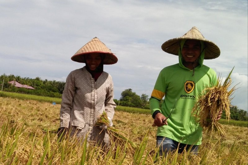 Benih padi Inpari segera dikembangkan di Garut