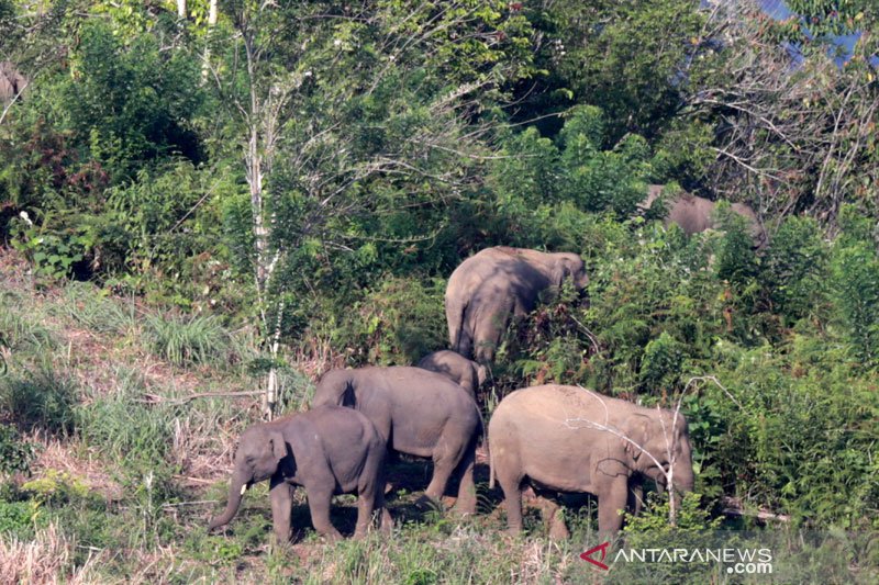 Kelompok Gajah Di Aceh Tersebar Di Beberapa Daerah Antara News 4027