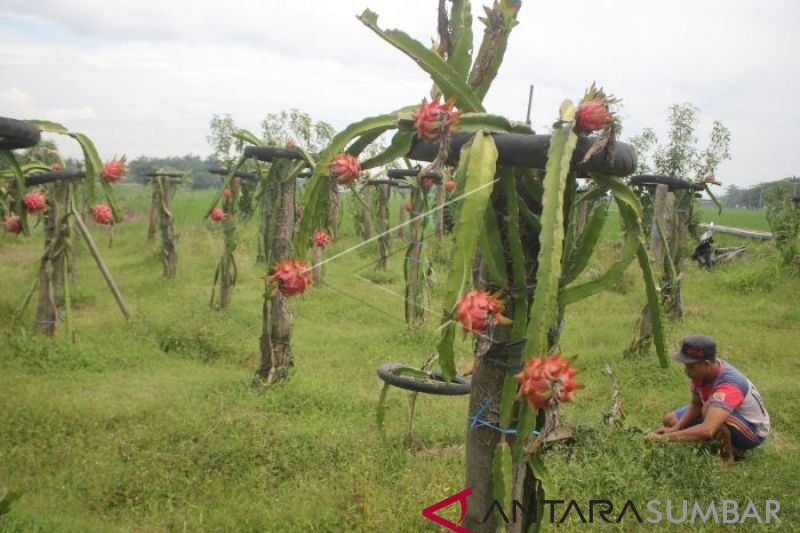 BUAH NAGA TIDAK DIPANEN