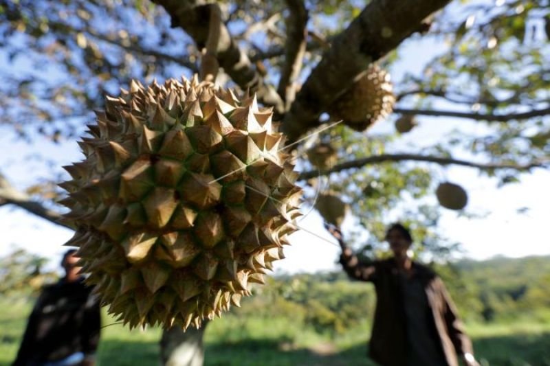 BUDIDAYA DURIAN MONTONG