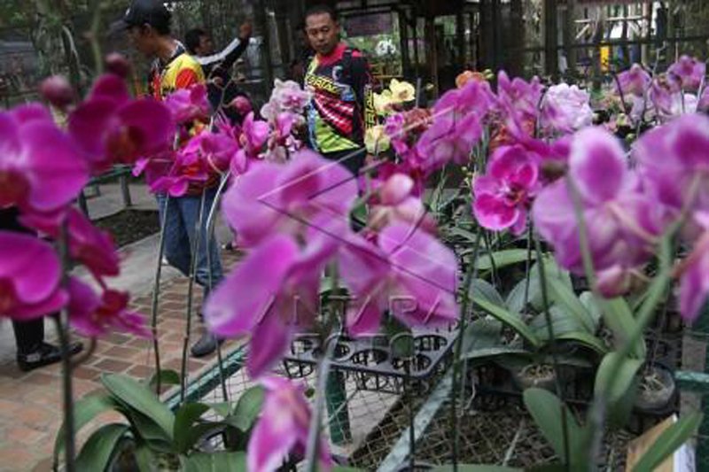 Kampung anggrek Lereng Gunung Kelud