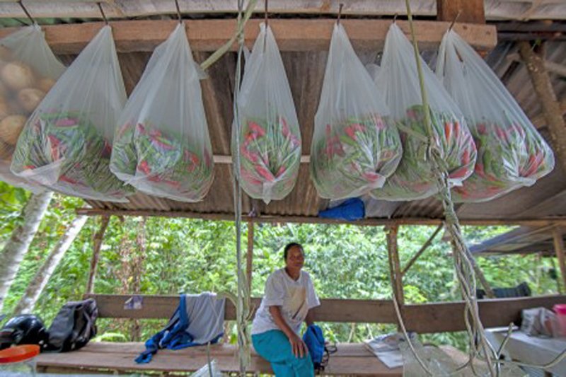 Pertanian skala rumah tangga