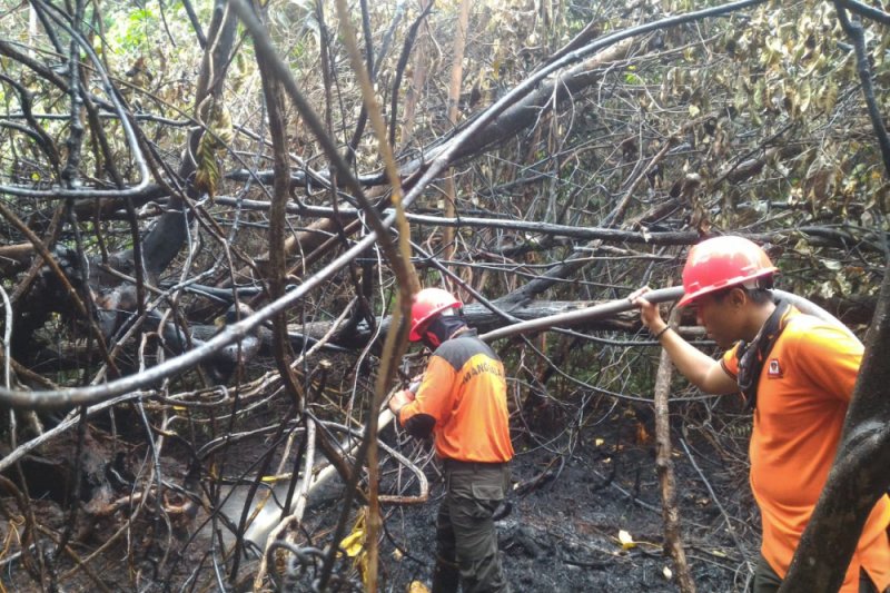 Manggala Agni Berjibaku Lawan Karhutla Rohil