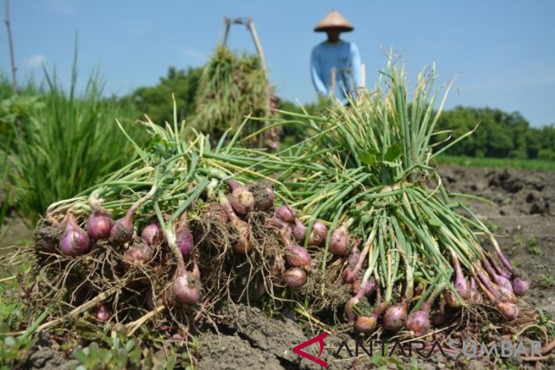 HARGA BAWANG MERAH ANJLOK