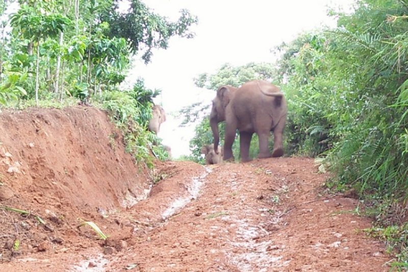 Kawanan Gajah Liar