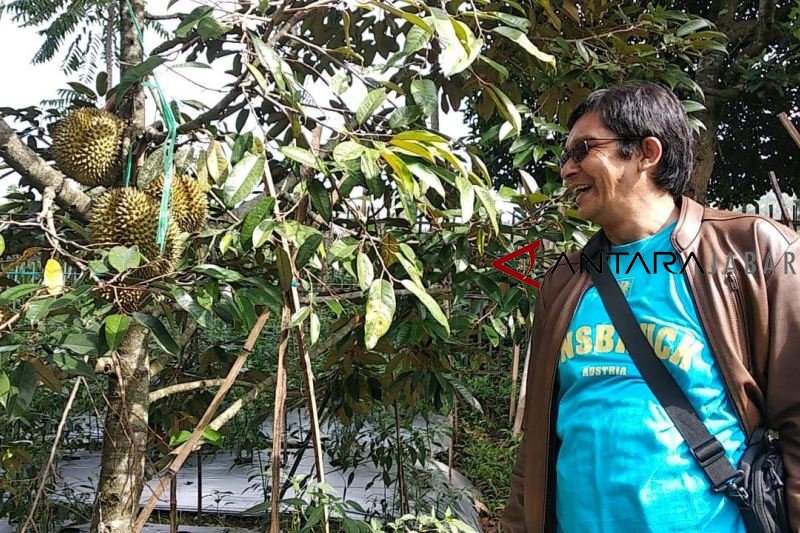 Berwisata di Garut menikmati durian petik sendiri di kebun