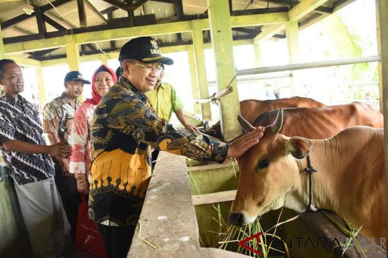 18 sapi unggulan Brahman Cross diberikan Pusat untuk Cianjur