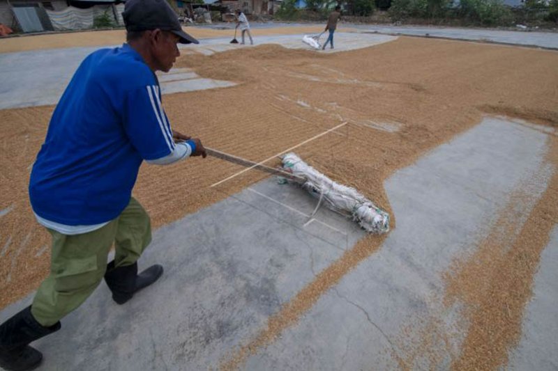 Petani akui kesulitan menjemur hasil panen