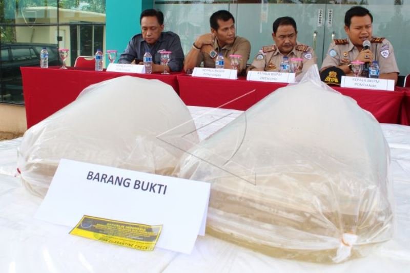 Pelepasan ikan Arwana Jardini