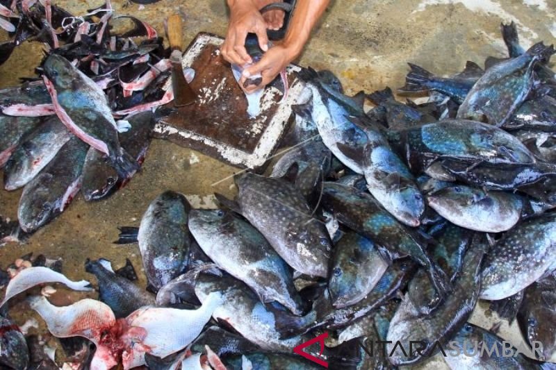 BAHAN BAKU IKAN ASIN MELIMPAH