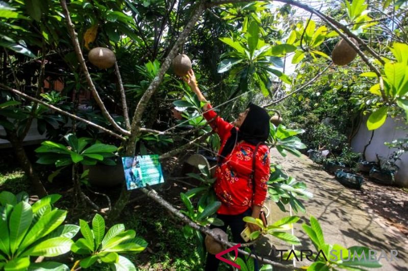 KEBUN BUAH LANGKA SEDAYU