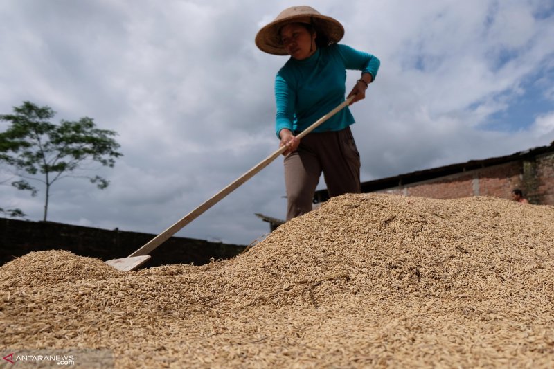 Sulit menjemur, petani terpaksa jual gabah murah