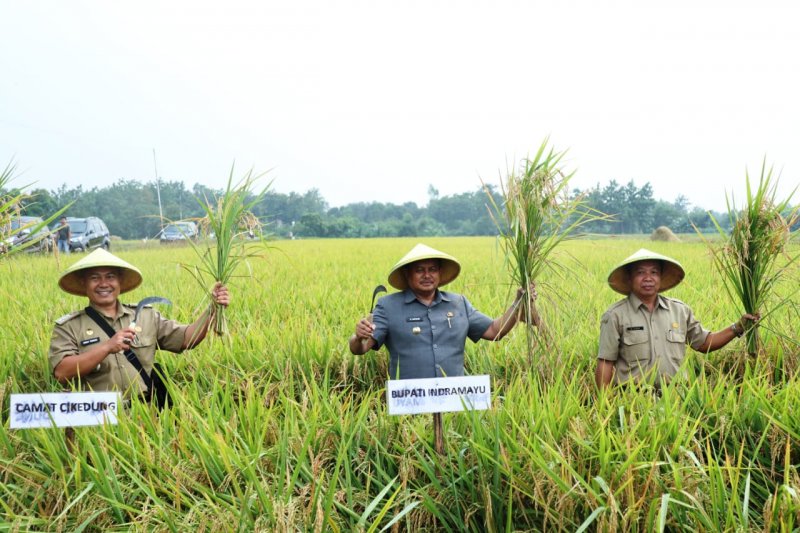 Bupati Indramayu imbau petani tidak jual hasil panen saat harga jual turun