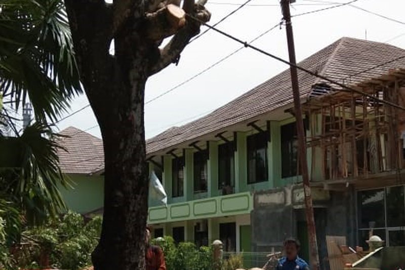 Penebangan pohon di dekat jaringan listrik