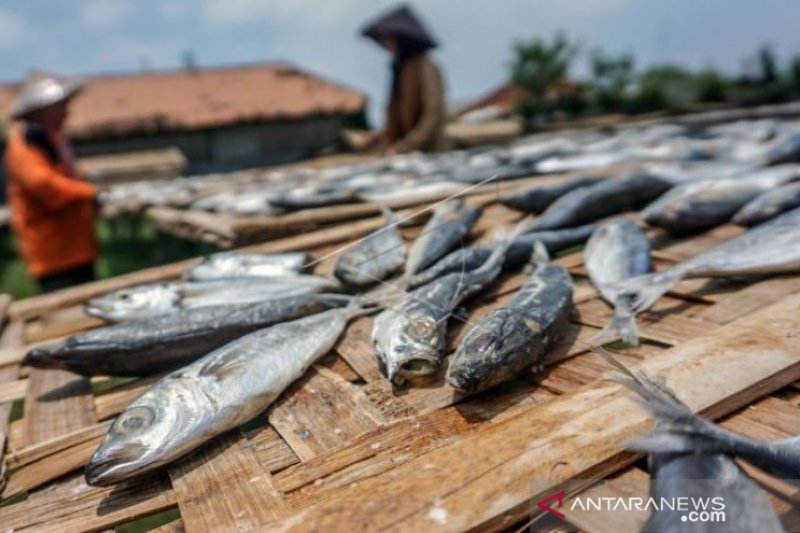 PENJEMURAN IKAN LAYANG