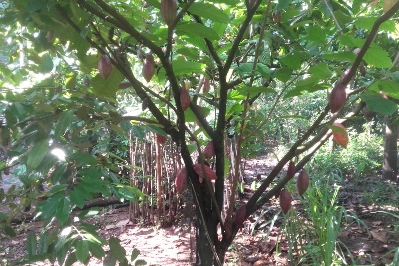 Harga Jual Kakao Rp23 ribu di Lampung Timur