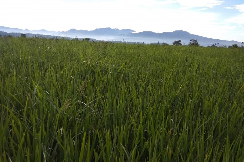 Benih padi jayanti diminati petani Garut karena menguntungkan