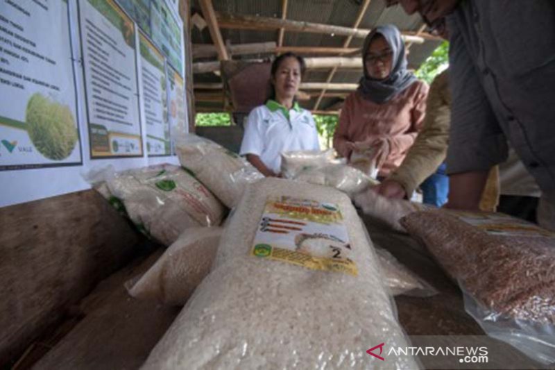 Pengembangan beras organik