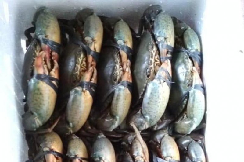 Harga Kepiting Bakau di Lampung Timur Rp120 ribu