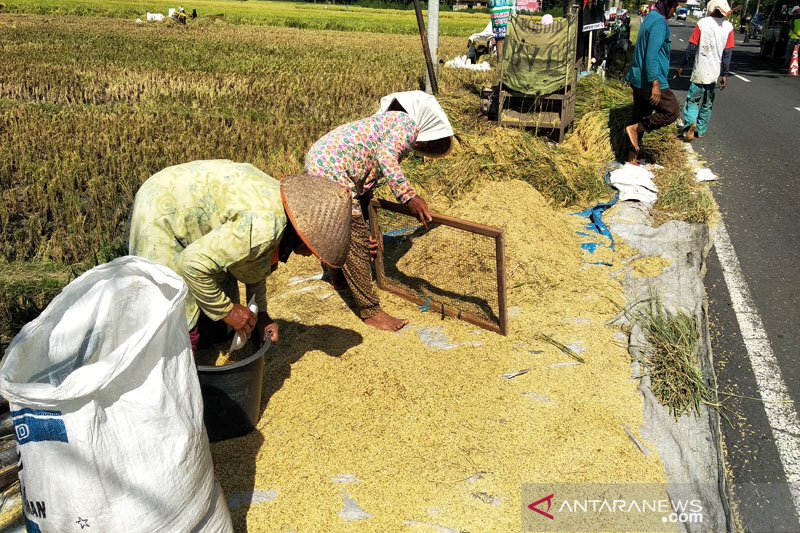 Harga gabah tingkat petani di Kulon Progo anjlok (VIDEO)