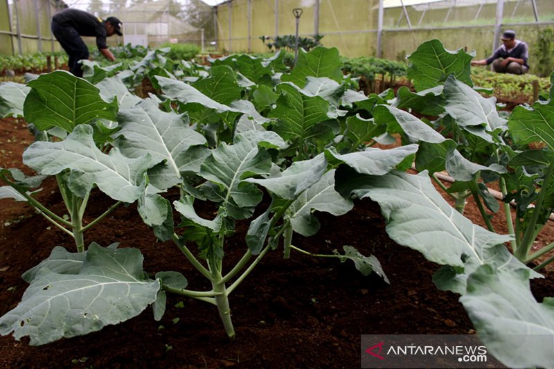 Pertanian organik di Gowa