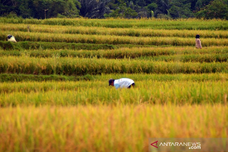 40.000 hektare sawah di Karawang ditargetkan masuk asuransi pertanian