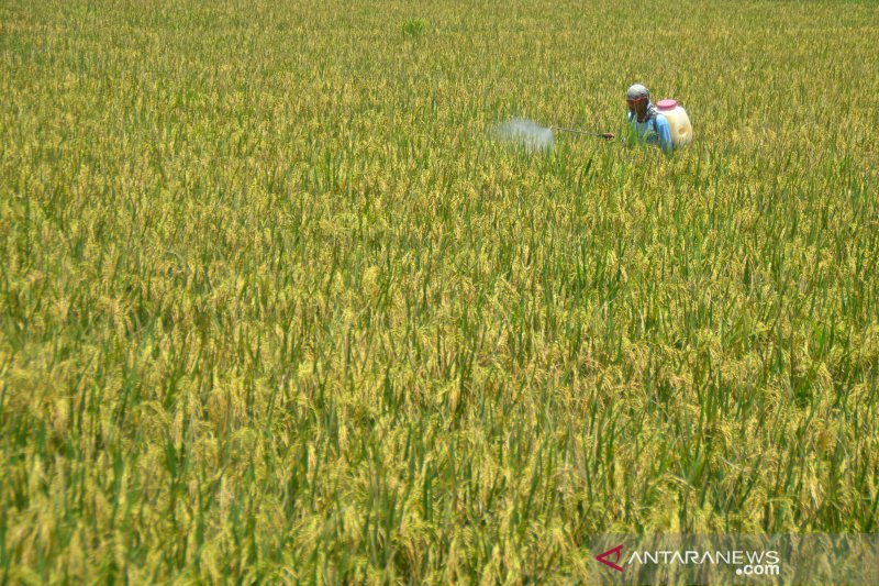 Sawah padi organik di Purwakarta diperluas arealnya