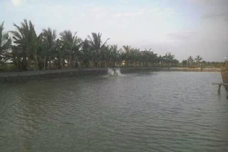 Harga udang vaname di Lampung Timur Rp40 ribu perkilogram