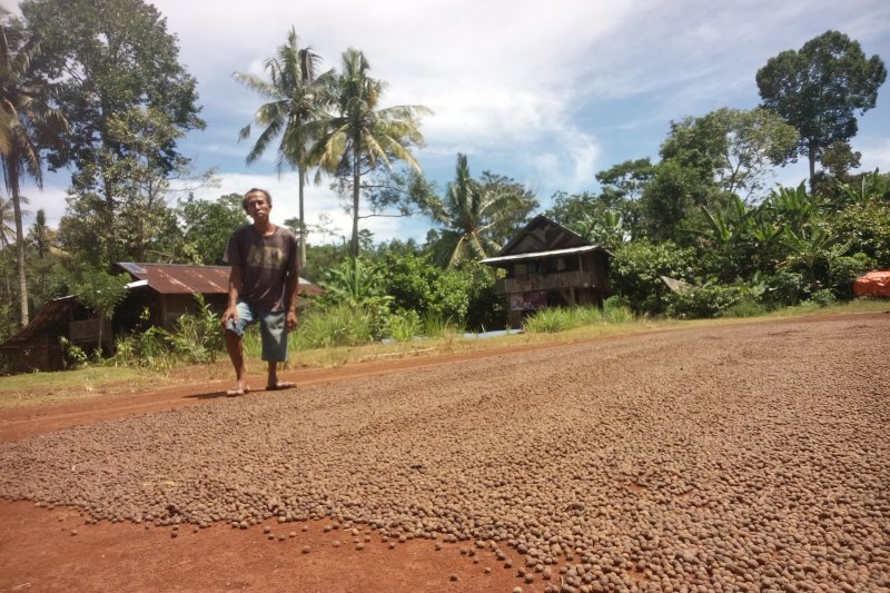 Hasil perkebunan di kawasan hutan lindung