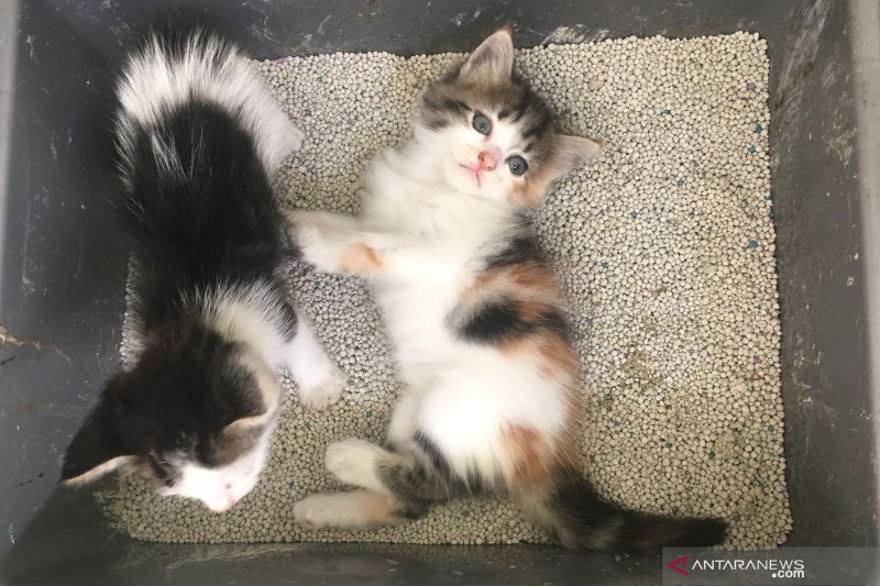 Whiskas kampanyekan adopsi kucing di Hari Kasih Sayang - ANTARA 