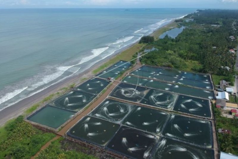 ALIH FUNGSI KAWASAN MANGROVE JADI TAMBAK