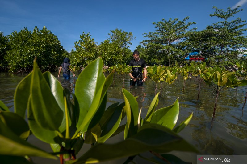 Tanam Mangrove Peringati Hari Bumi