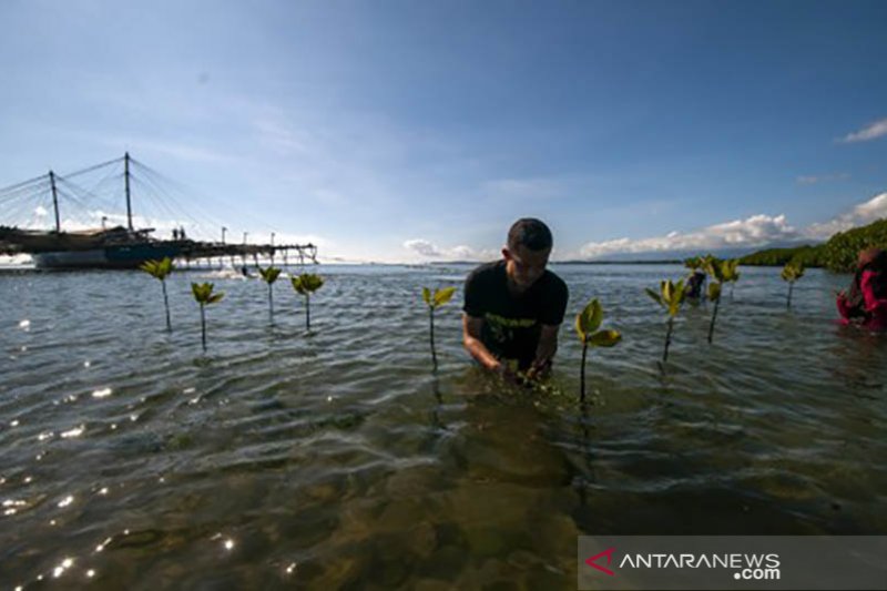 Tanam mangrove peringati Hari Bumi