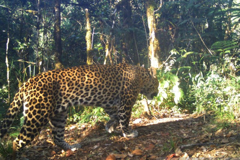 Membantu sang raja hutan di habitat Guntur-Papandayan