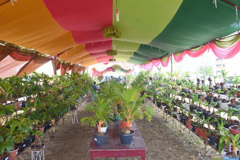 Festival Bonsai Kelapa