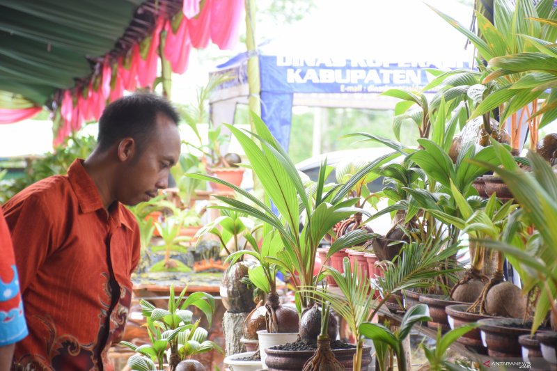 Festival Bonsai Kelapa