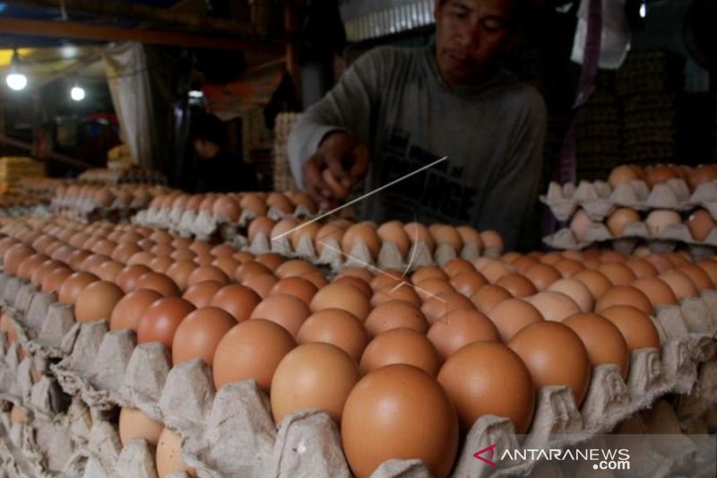 HARGA TELUR NAIK