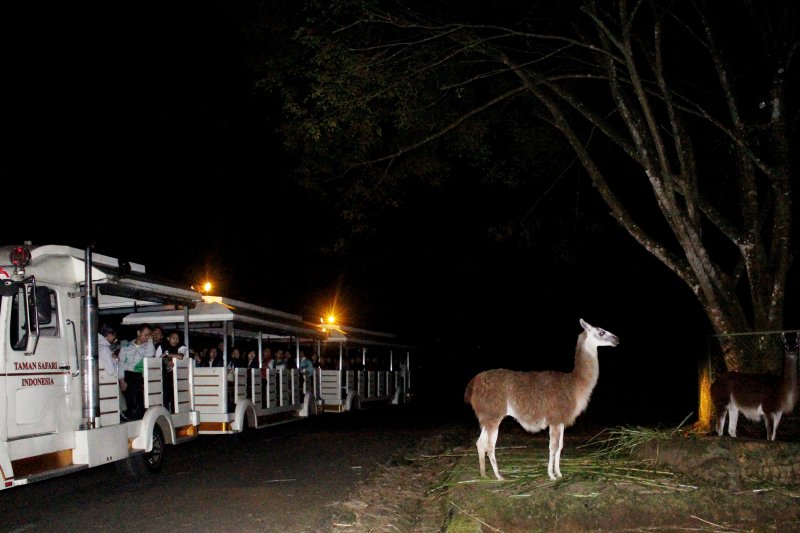 Taman Safari Cisarua sediakan wisata kuda poni saat ngabuburit