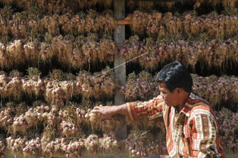 HARGA BAWANG MERAH FLUKTUATIF